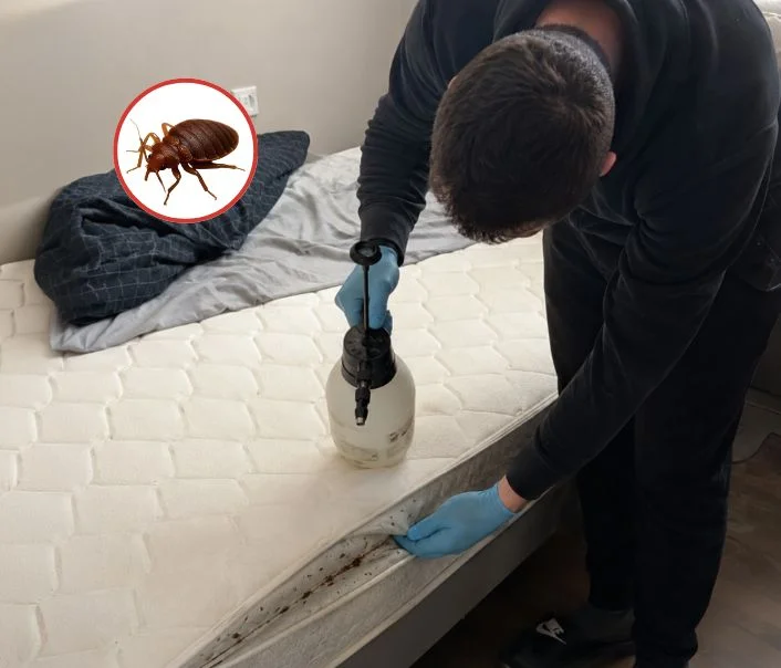 Technicien traitant un matelas contre les punaises de lit à Émerainville
